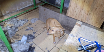 Rescatan a perros maltratados en Apatzingán