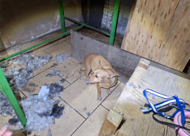 Rescatan a perros maltratados en Apatzingán