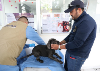 FGE investiga venta ilegal de seres sintientes; rescatan a 8 cachorros y ponen a disposición a dos personas.
