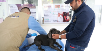 FGE investiga venta ilegal de seres sintientes; rescatan a 8 cachorros y ponen a disposición a dos personas.
