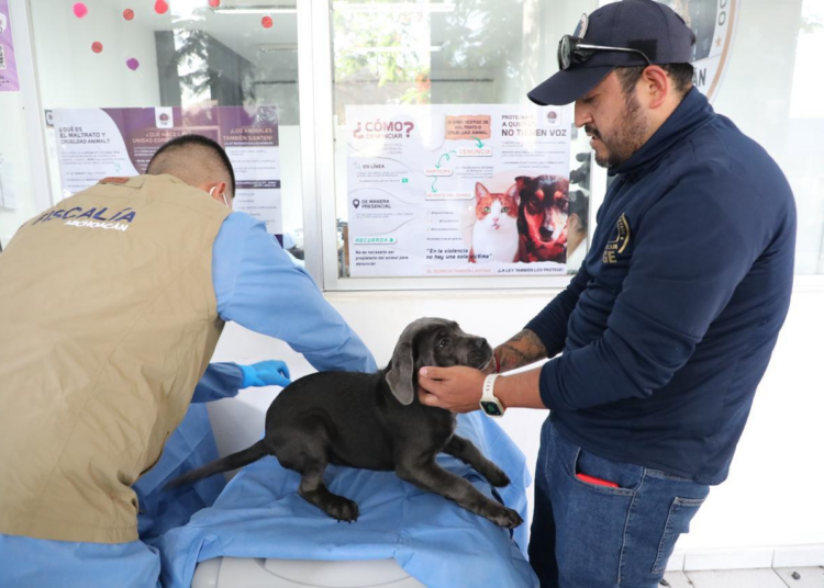 FGE investiga venta ilegal de seres sintientes; rescatan a 8 cachorros y ponen a disposición a dos personas.
