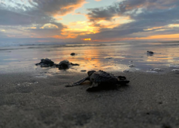 Nacen más de 6.7 millones de tortugas marinas en la Costa michoacana