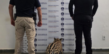 Rescatan a cachorro de Jaguar en Zitácuaro