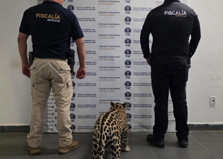 Rescatan a cachorro de Jaguar en Zitácuaro