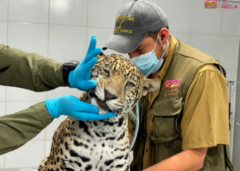 Zoológico de Morelia resguardará a jaguar asegurado por autoridades en Zitácuaro
