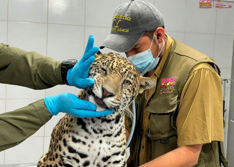 Zoológico de Morelia resguardará a jaguar asegurado por autoridades en Zitácuaro