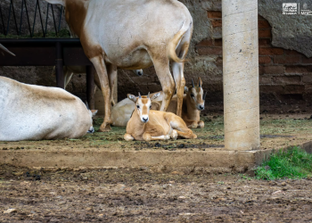 Crece la familia del Zoológico de Morelia: registran exitosa temporada de reproducciones