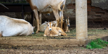 Crece la familia del Zoológico de Morelia: registran exitosa temporada de reproducciones