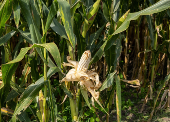 Más de 482 mdp para el campo; avanza pago a productores de maíz en Michoacán
