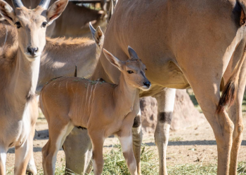 Zoológico de Morelia registra más de 500 nacimientos durante la actual administración