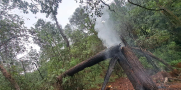 Árbol cae sobre línea de CFE en Zinapécuaro
