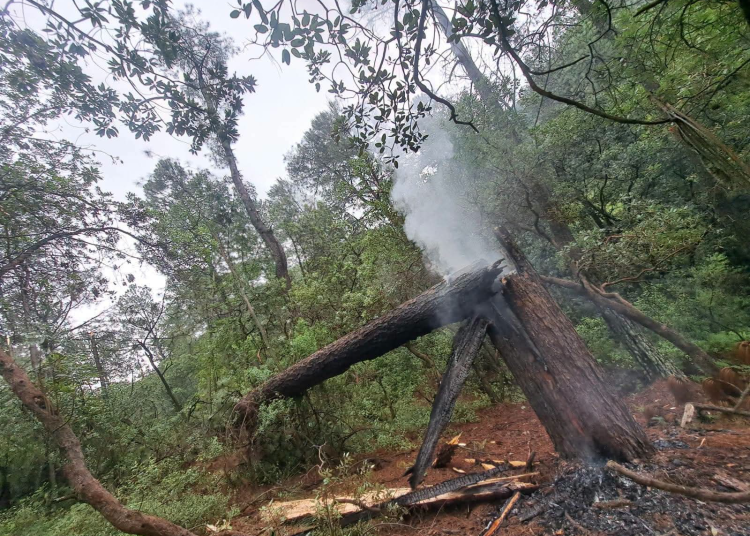 Árbol cae sobre línea de CFE en Zinapécuaro