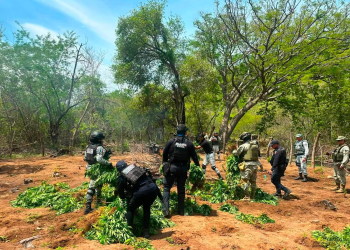 Destruyen 5 plantíos de mota en Huetamo