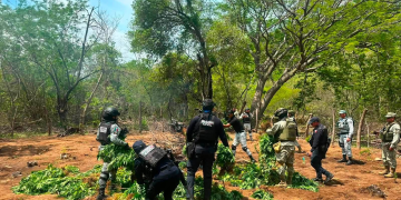 Destruyen 5 plantíos de mota en Huetamo