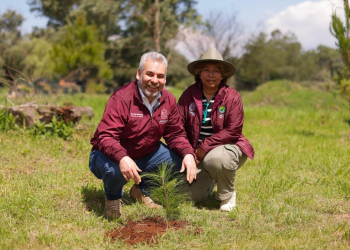 Estrategia ambiental de Michoacán sumará histórico de 50 millones de árboles reforestados: Bedolla