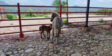 Aseguran a 4 ponys en Arteaga