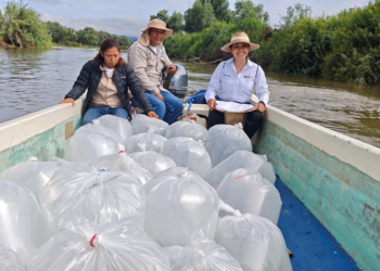 Programa de conservación del lago de Pátzcuaro alcanza los 60 mil peces liberados en el año