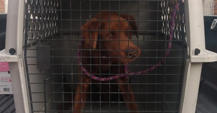 Fiscalía de Michoacán ha rescatado 359 animales