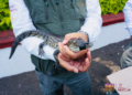 Recibe Zoológico de Morelia crías de cocodrilo de pantano y boa constrictora