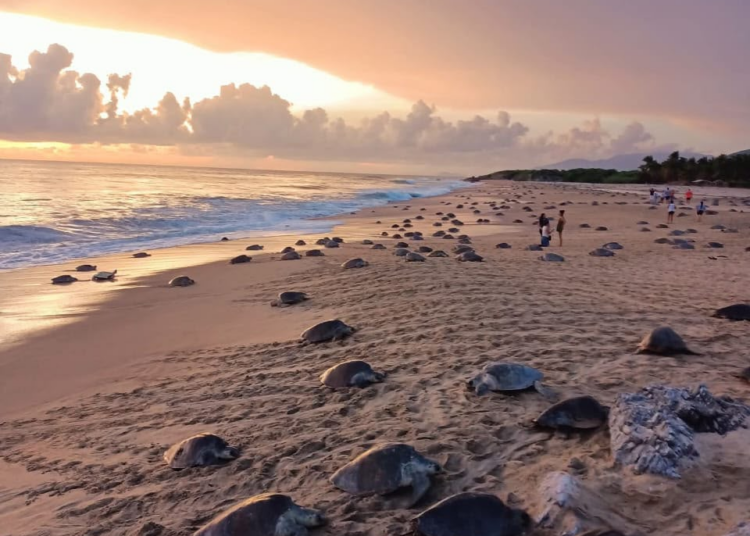 Inicia arribazón masiva de tortuga marina en playas de Michoacán