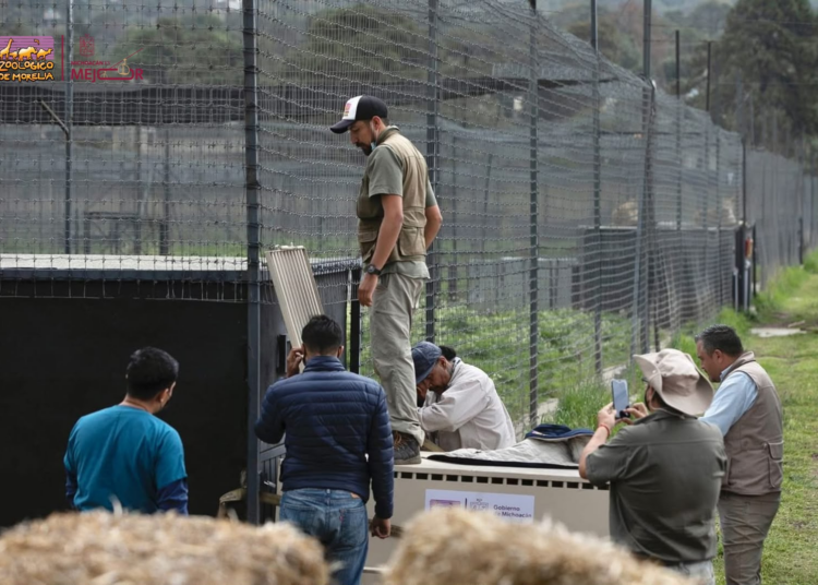 Zoológico de Morelia ha recibido más de 450 animales rescatados en la presente administración