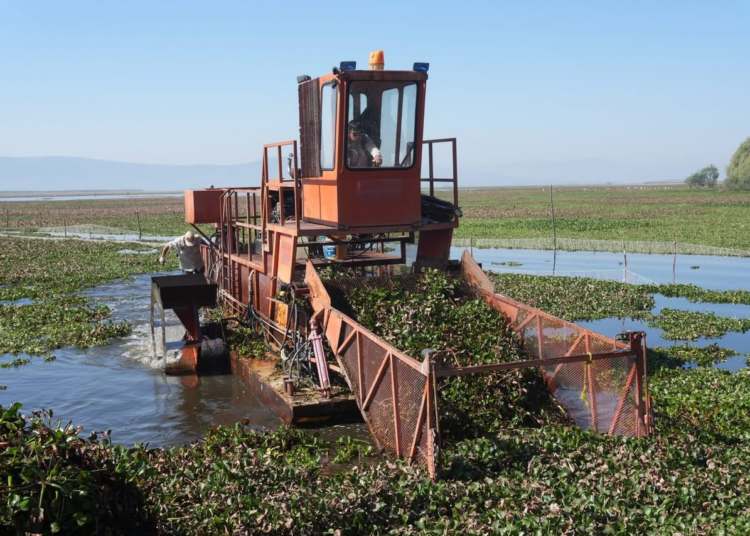 Intensifican trabajos de recuperación en el lago de Cuitzeo con maquinaria especializada