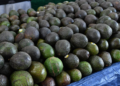 Michoacán cosechó un millón 460 mil toneladas de aguacate en la temporada 2025-2026