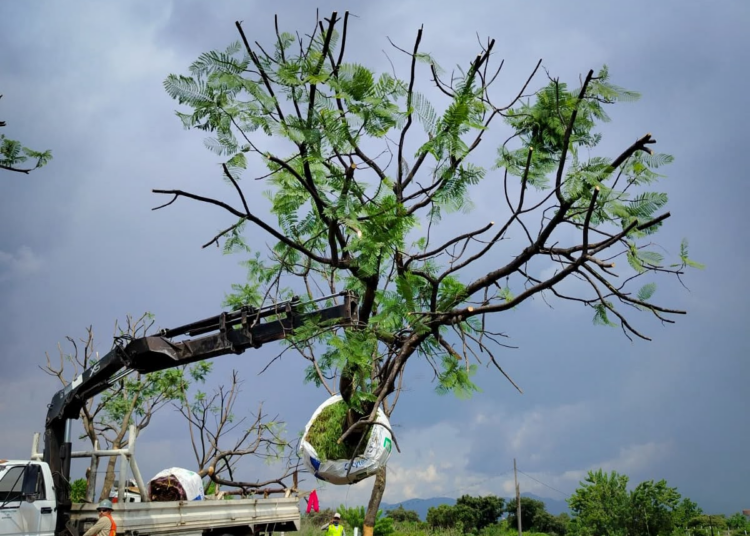 Morebús fortalece la compensación ambiental con la replantación de 50 árboles