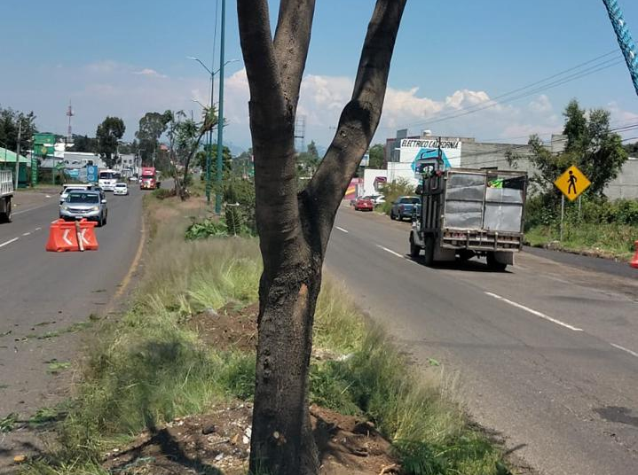 Sedum intensifica rescate y trasplante de árboles en el trayecto del Morebús