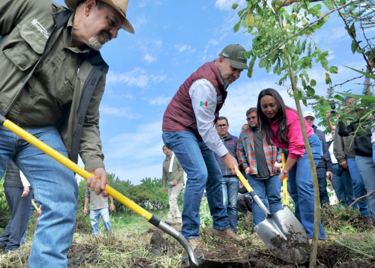 Inicia Bedolla reforestación de 32 mil árboles por obra del Morebús; plantan los primeros 5 mil en Villas del Pedregal